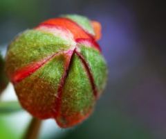 Before blooming ....