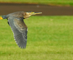 In the air...