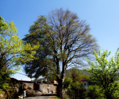 Özel Ağaç