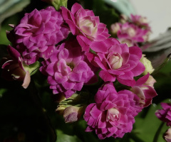 Pink moment ...