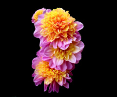 BLÜTEN