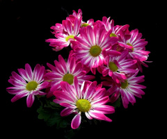 BLÜTEN