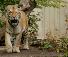 Tiger moment ...