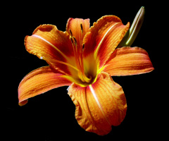 BLÜTE