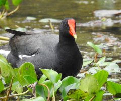 Common Moorhen