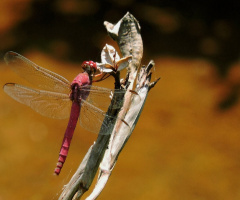Red Dragonfly 