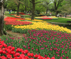 Flower park