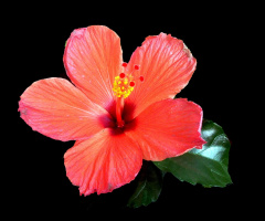 BLÜTE