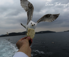 martı ve simit