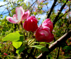 FRÜHLING