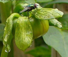 Fliege