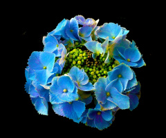 BLÜTEN
