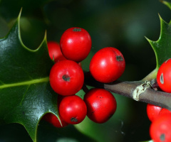 BEEREN