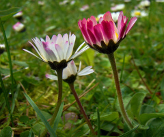 GÄNSEBLÜMCHEN