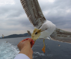 martı ve simit yakalama anı