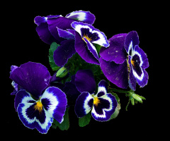 BLÜTEN