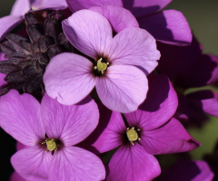 Close To Pink