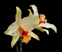 Dendrobium Orchids