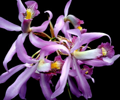 Orchids 