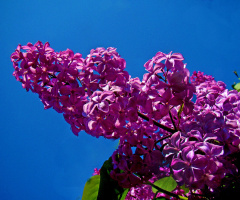 FRÜHLING
