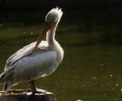 Dalmatian Pelican