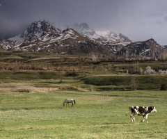 Pastoral