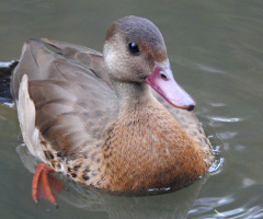 Amazonetta brasiliensis