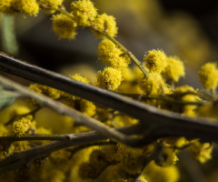 Makro 2-Mimoza