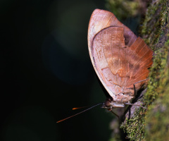 Pequenina