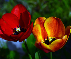 BLÜTEN