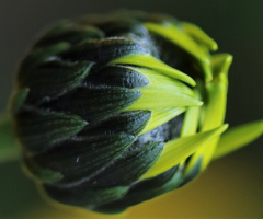 Green/Yellow