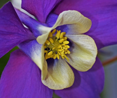 Purple/White/ Yellow