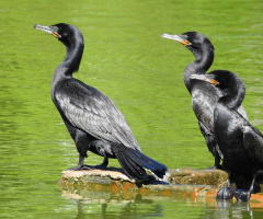 Biguá meeting