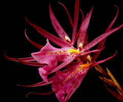Brassia Shelob Tolkien