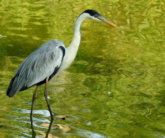 Cocoi Heron