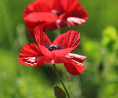 Poppy