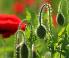 Buds