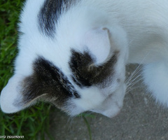 Mal wieder Nachbars Katze