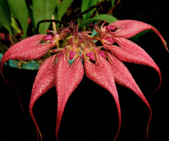 Exotic Orchid