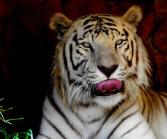 Tigre da neve