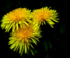 BLÜTEN