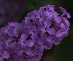Close-up