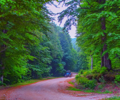 Orman Yolu