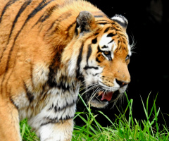 Tigre