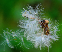 Gone with the Wind...