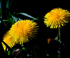 BLÜTEN