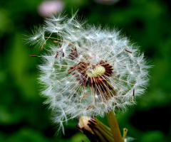 PUSTEBLUME