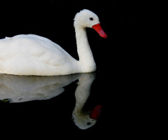 Reflexo