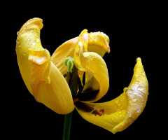 REGENTROPFEN