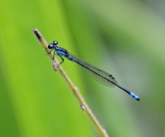 Mini Blue Dragonfly 